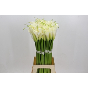 Zantedeschia Eydolls White