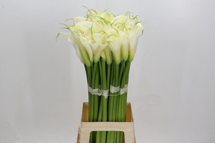 <h4>Zantedeschia Eydolls White</h4>