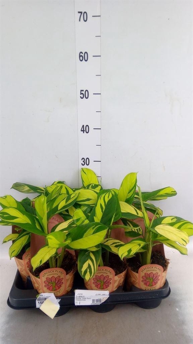 <h4>Calathea   ...</h4>