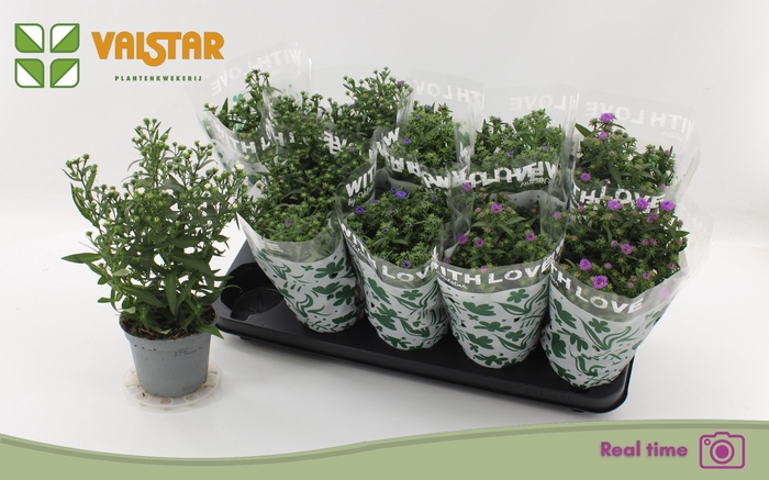 <h4>ASTE STARL GEM</h4>
