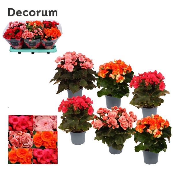<h4>Begonia Dark Mix</h4>
