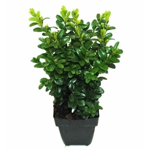 Buxus sempervirens P11