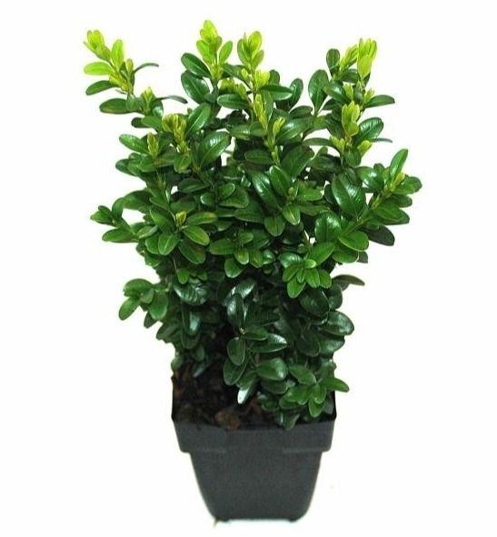 <h4>Buxus Sempervirens</h4>