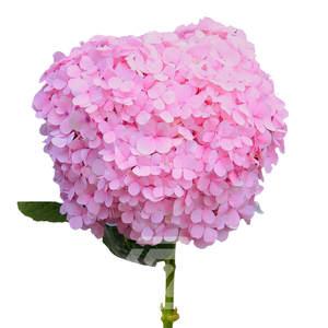 HYDR PREMIUM PINK (TINTED)