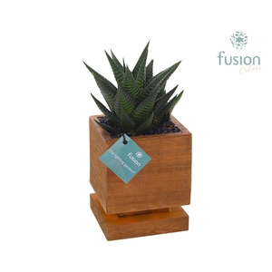 The Lighting Garden LED vierkant donker bruin Small met Haworthia