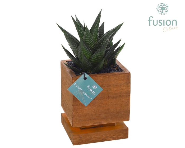 <h4>The Lighting Garden LED vierkant donker bruin Small met Haworthia</h4>