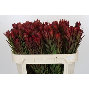 Leucadendron Safari Sunset