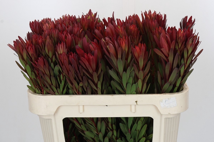 <h4>Leucadendron Safari Sunset</h4>
