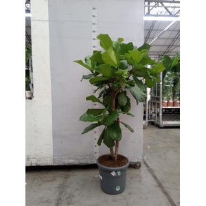 Ficus lyrata