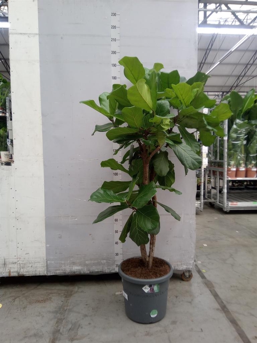 <h4>Ficus lyrata</h4>