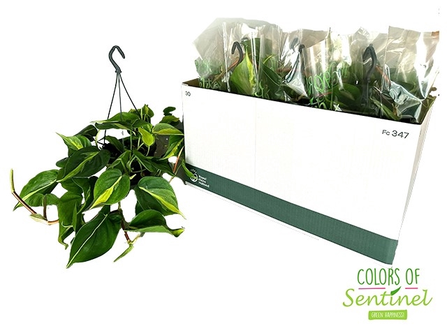 Philodendron Scandens Brasil 15Ø 40cm