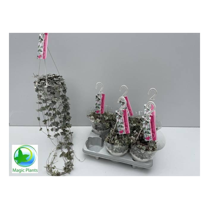 <h4>CEROP WO VARIEGATA</h4>