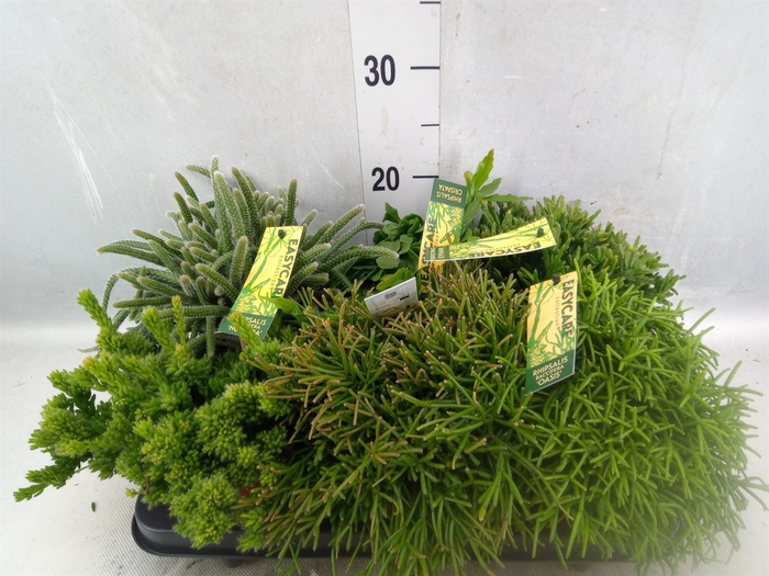 <h4>Rhipsalis   ...mix</h4>