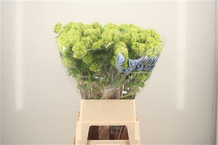 <h4>Viburnum Roseum St</h4>