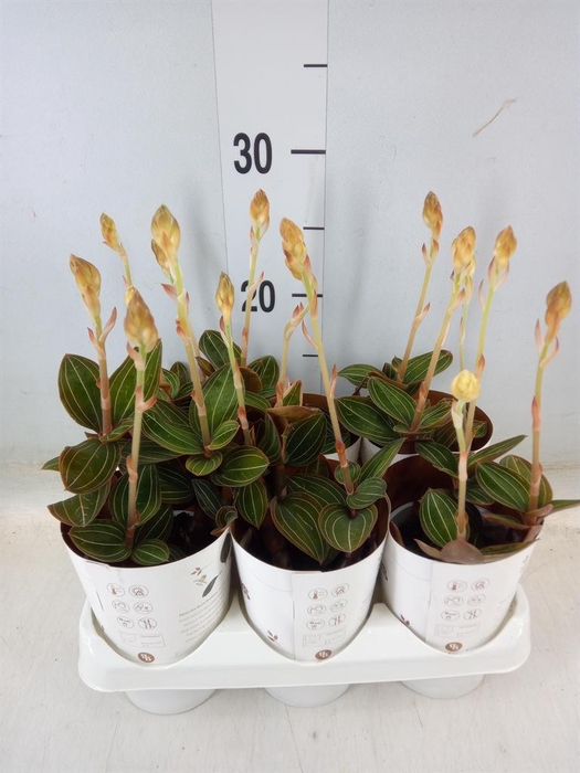 <h4>Ludisia discolor</h4>