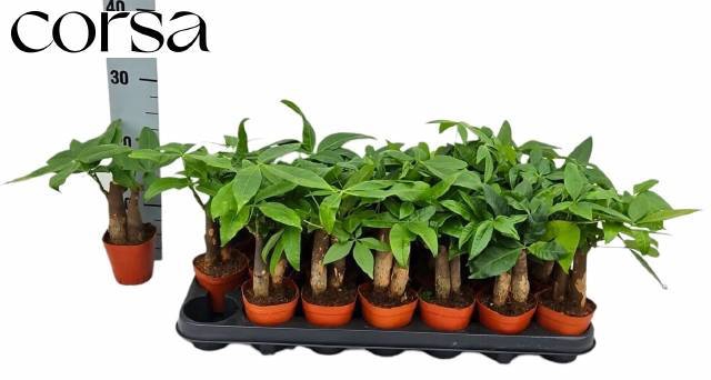 <h4>PACHIRA AQUATICA</h4>