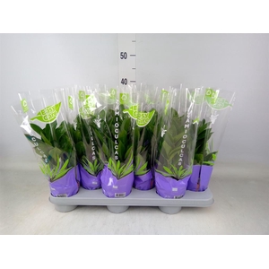 Zamioculcas zamiifolia