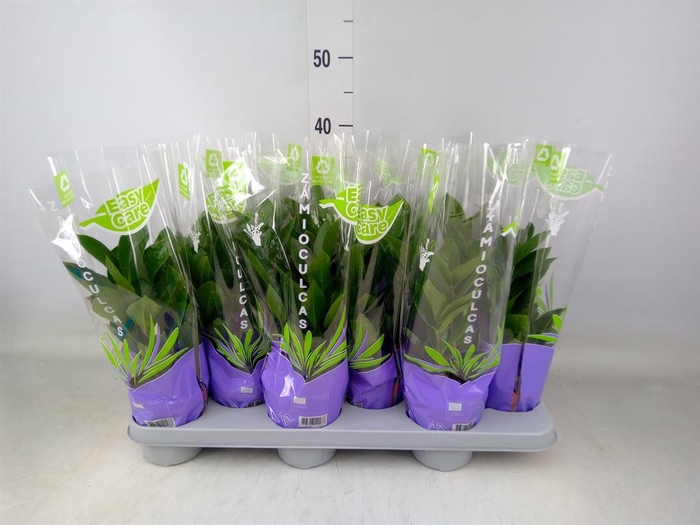 <h4>Zamioculcas zamiifolia</h4>