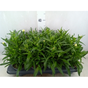 Leucanthemum sup. 'West Star Leo'