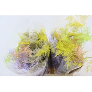 Asp Kbh Kort Easter Mix