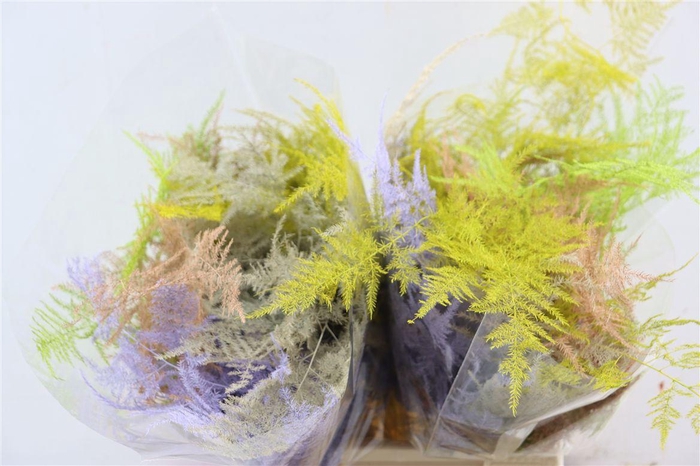 <h4>Asp Kbh Kort Easter Mix</h4>