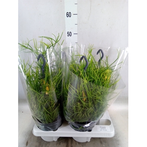 Rhipsalis pulchra