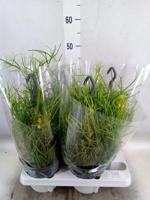 <h4>Rhipsalis pulchra</h4>