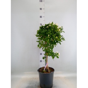 Lycianthes ran. 'Charles White'