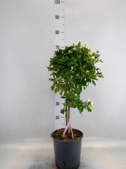 <h4>Lycianthes ran. 'Charles White'</h4>