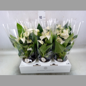 Anthurium andr. 'White Champion'