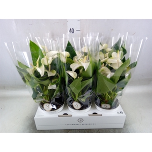 Anthurium andr. 'White Champion'