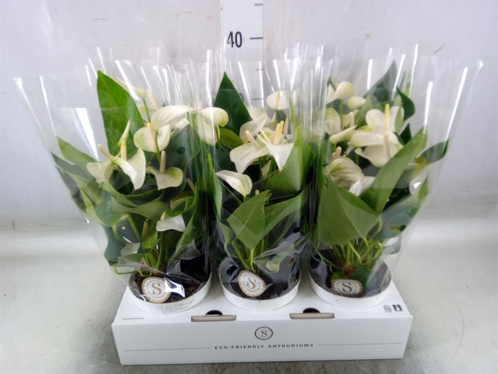 <h4>Anthurium andr. 'White Champion'</h4>