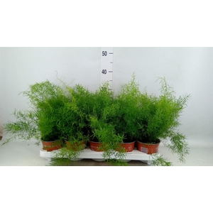 Asparagus dens. 'Sprengeri'