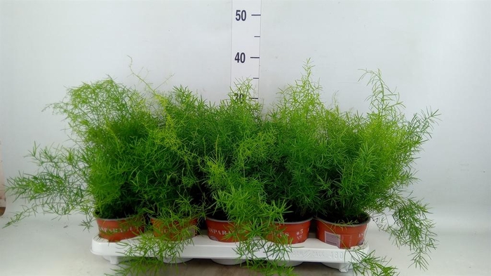 <h4>Asparagus dens. 'Sprengeri'</h4>