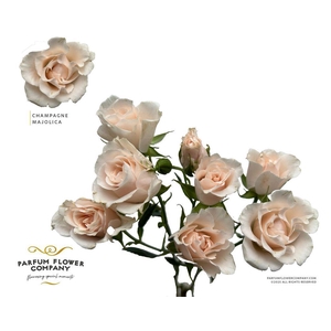Rosa spray garden parfum champagne majolica