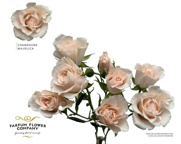 <h4>Rosa spray garden parfum champagne majolica</h4>