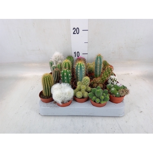 Cactus   ...mix