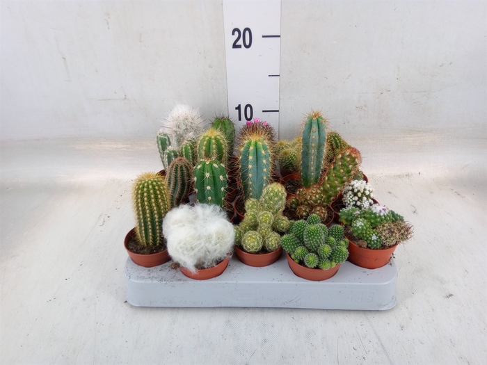 <h4>Cactus   ...mix</h4>