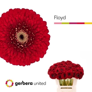 GE MB POM FLOYD