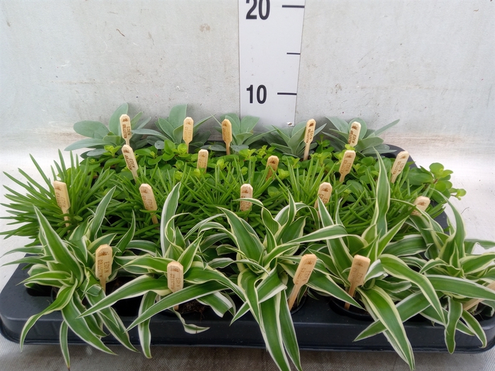 <h4>Planten  ..mix</h4>