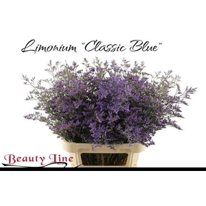 LIMONIUM  'SAFORA CLASSIC BLUE'