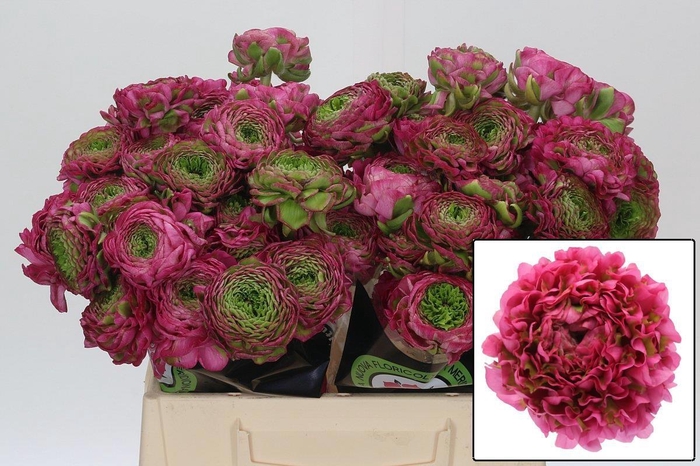 <h4>RANUNCULUS OV</h4>