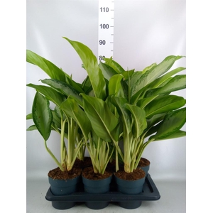 Aglaonema GB 'Cleopatra'