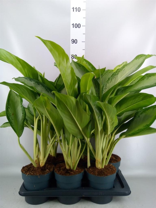 <h4>Aglaonema GB 'Cleopatra'</h4>