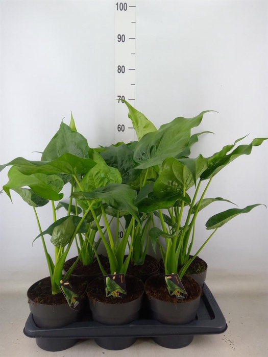 <h4>Alocasia cucullata</h4>