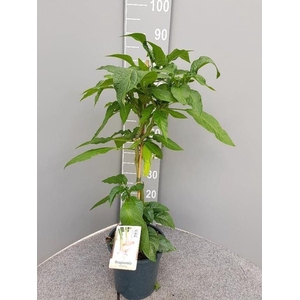 Brugmansia   ...