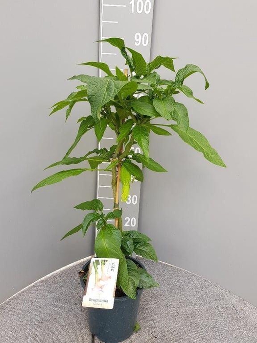 <h4>Brugmansia   ...</h4>