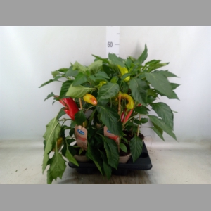 Capsicum annuum   ...peper