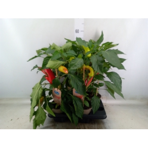 Capsicum annuum   ...peper