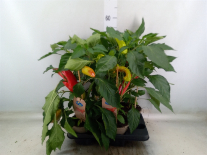 <h4>Capsicum annuum   ...peper</h4>